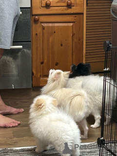 Foto №1. pommersche spitz - zum Verkauf in der Stadt Bern | 500€ | Ankündigung № 162597