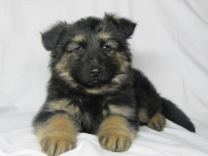 Foto №2 zu Ankündigung № 4068 zu verkaufen deutscher schäferhund - einkaufen Ukraine züchter
