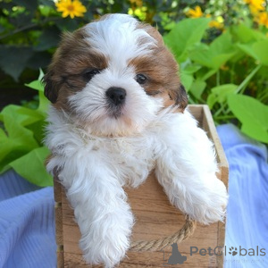 Foto №1. shih tzu - zum Verkauf in der Stadt Alsdorf | 300€ | Ankündigung № 151395