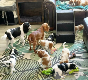 Foto №1. cavalier king charles spaniel - zum Verkauf in der Stadt Ischia | verhandelt | Ankündigung № 157930
