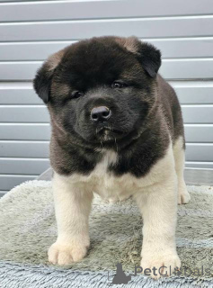 Foto №3. Amerikanischer Akita, Welpen. Serbien