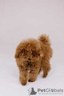 Foto №3. Toy Poodle Red Brown. Tschechische Republik