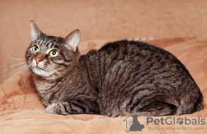 Foto №4. Ich werde verkaufen  in der Stadt Москва. quotient 	ankündigung - preis - Frei