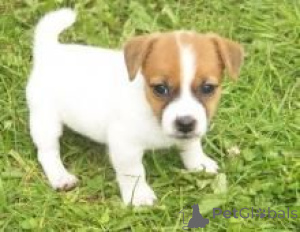 Foto №1. jack russell terrier - zum Verkauf in der Stadt Boșorod | verhandelt | Ankündigung № 175599