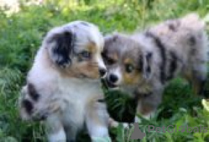 Foto №2 zu Ankündigung № 129091 zu verkaufen australian shepherd - einkaufen Finnland züchter