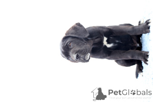 Foto №2 zu Ankündigung № 140487 zu verkaufen cane corso italiano - einkaufen Rumänien züchter