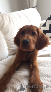 Foto №3. Irish Setter. Deutschland