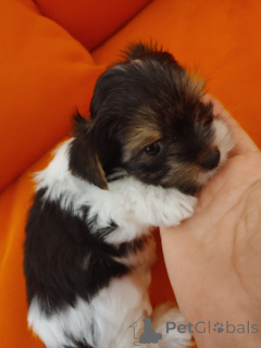 Foto №4. Ich werde verkaufen biewer terrier in der Stadt Jokne’am. quotient 	ankündigung - preis - verhandelt