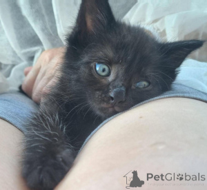 Foto №1.  - zum Verkauf in der Stadt Moskwa | Frei | Ankündigung № 146283