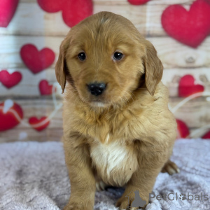 Foto №3. Golden Retriever-Männchen, 9 Wochen alt, bereit, nach Hause zu gehen. USA