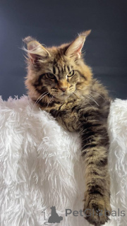 Foto №3. Khusikhadzhieva Amina Alievna. Russische Föderation