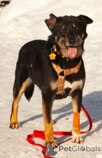 Foto №1. mischlingshund - zum Verkauf in der Stadt Moskova | Frei | Ankündigung № 167279