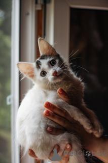 Foto №1.  - zum Verkauf in der Stadt Moskwa | Frei | Ankündigung № 148224