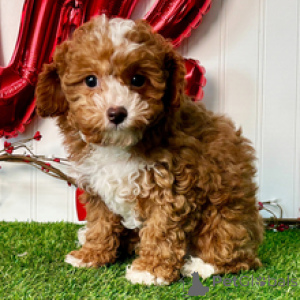 Foto №1. pudel (toy) - zum Verkauf in der Stadt Düsseldorf | 350€ | Ankündigung № 165017