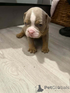 Foto №1. englische bulldogge - zum Verkauf in der Stadt Antwerpen | 250€ | Ankündigung № 163732