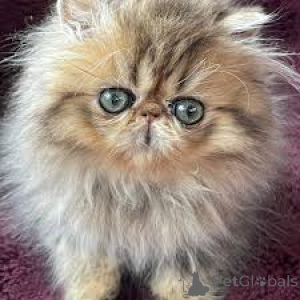 Foto №3. Persönliche Chatons sind à la vente verfügbar.. Belgien