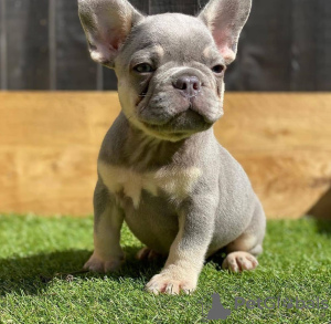 Foto №1. französische bulldogge - zum Verkauf in der Stadt Гамбург | verhandelt | Ankündigung № 116683