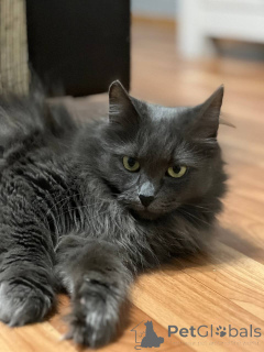 Foto №1.  - zum Verkauf in der Stadt Minsk | Frei | Ankündigung № 157487