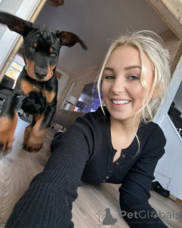 Foto №3. KC-registrierte Dobermann-Welpen. Deutschland