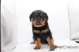 Foto №3. Acești frumoși pui de Rottweiler. Rumänien