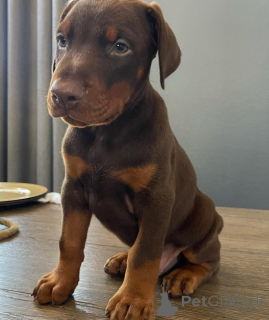 Foto №3. Urocze szczenięta dobermana do adopcji. Polen