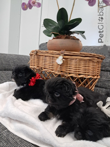 Foto №2 zu Ankündigung № 143144 zu verkaufen pekingese - einkaufen Schweiz züchter