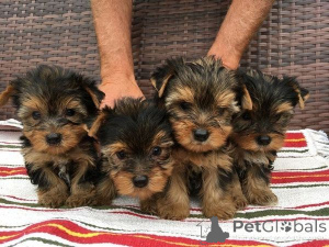 Foto №1. yorkshire terrier - zum Verkauf in der Stadt Bensheim | 350€ | Ankündigung № 171449