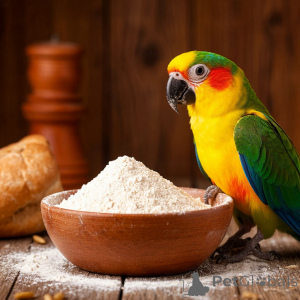 Foto №4. Nordhirschhörner in Russische Föderation. Ankündigung № 139157