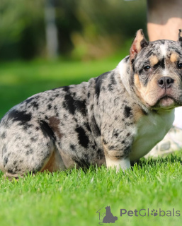 Foto №4. Ich werde verkaufen american bully in der Stadt Indianapolis. quotient 	ankündigung - preis - 1063€