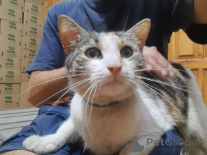 Foto №2 zu Ankündigung № 138929 zu verkaufen  - einkaufen Russische Föderation 