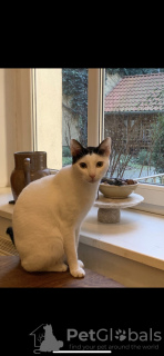 Foto №2 zu Ankündigung № 92992 zu verkaufen exotische kurzhaarkatze - einkaufen Deutschland quotient 	ankündigung