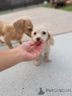 Foto №2 zu Ankündigung № 163658 zu verkaufen dackel - einkaufen Österreich züchter