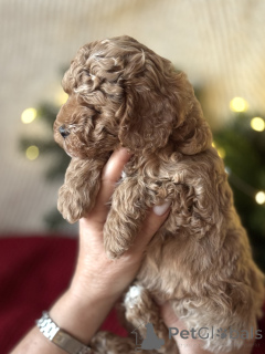 Foto №1. maltipu - zum Verkauf in der Stadt Großer Sotschi | 1401€ | Ankündigung № 161954
