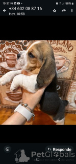 Foto №3. Meine zwei süßen kleinen Mädchen sind bereit zur Adoption und suchen ihre neue. Belgien