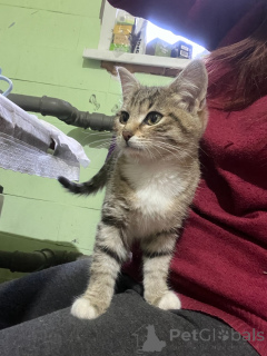 Foto №4. Ich werde verkaufen  in der Stadt Moskwa.  - preis - Frei