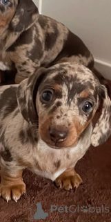 Foto №3. Щенки mini-пятнистой таксы. Belgien