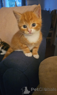 Foto №1. somali-katze - zum Verkauf in der Stadt Zürich | 175€ | Ankündigung № 139609