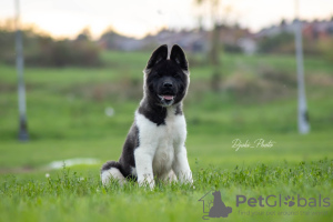 Foto №1. amerikanischer akita - zum Verkauf in der Stadt Belgrad | 700€ | Ankündigung № 121540