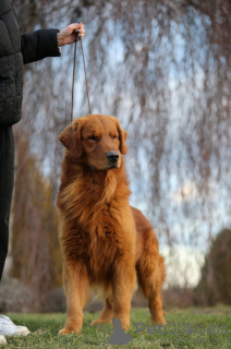 Foto №2 zu Ankündigung № 93590 zu verkaufen golden retriever - einkaufen Polen quotient 	ankündigung, züchter