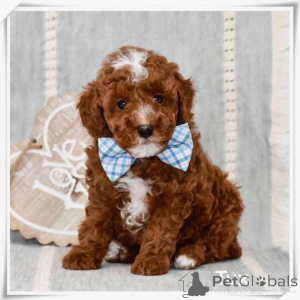 Foto №1. pudel (zwerg) - zum Verkauf in der Stadt Dresden | verhandelt | Ankündigung № 164345