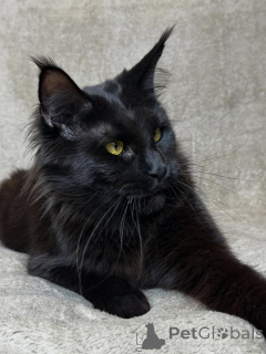 Foto №4. Ich werde verkaufen maine-coon-katze in der Stadt Asch. quotient 	ankündigung - preis - verhandelt