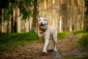 Zusätzliche Fotos: Der hübsche Husky Hart ist in guten Händen