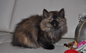 Foto №2 zu Ankündigung № 701 zu verkaufen minuet cat langhaarkatze - einkaufen Bulgarien züchter