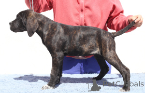 Foto №4. Ich werde verkaufen cane corso italiano in der Stadt Buzău. züchter - preis - 1200€
