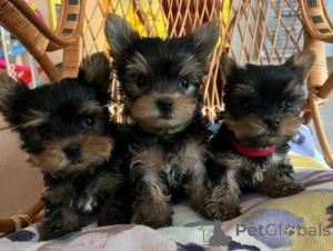 Foto №3. Yorkshire Terrier Welpen zu verkaufen. Luxemburg