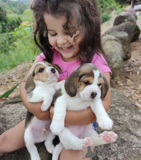 Foto №1. beagle - zum Verkauf in der Stadt Berlin | 494€ | Ankündigung № 168023