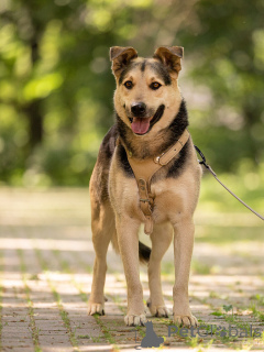 Foto №1. mischlingshund - zum Verkauf in der Stadt Moskwa | Frei | Ankündigung № 154141