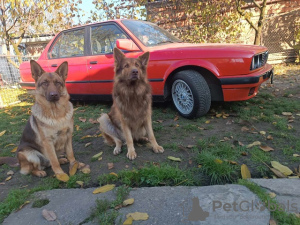 Zusätzliche Fotos: Leber Deutscher Schäferhund welpen