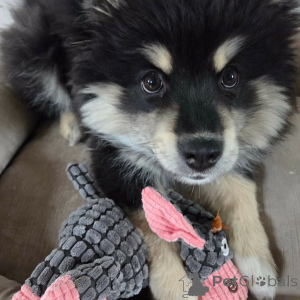 Foto №2 zu Ankündigung № 169111 zu verkaufen finnischer lapphund - einkaufen Finnland quotient 	ankündigung