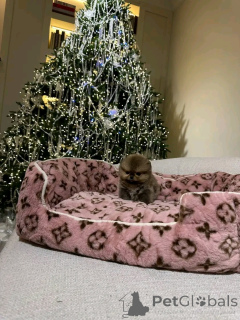 Foto №3. Toilettengeübter Spitz. Spanien